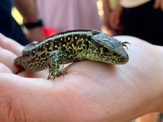 The guy is holding a lizard in his hand. Lizard in the hands of a man, close-up. A beautiful reptile held captive by humans.