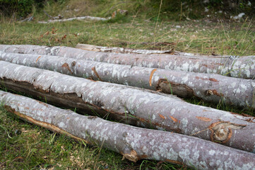 Stack of chopped beech trees laying on the ground in the forest, deforestation concept