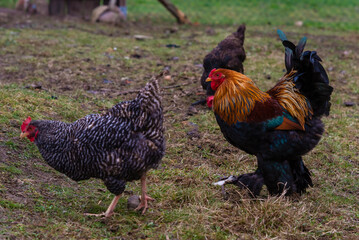 A rooster and its hens, organic farming