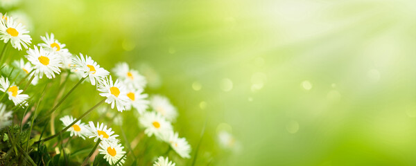 idyllic isolated daisy meadow in springtime on green blurred background, sunshine on blossoms of daisies, cheerful floral easter concept - obrazy, fototapety, plakaty