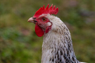 Portrait of a white Hen