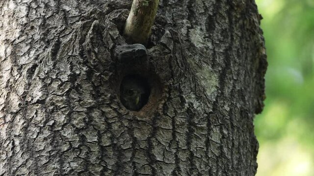 Small Pygmy owl chick calling for parents in a summery boreal forest in Estonia, Northern Europe. 