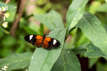 Fototapeta na wymiar beautiful butterfly of unusual bright color on flowers in vivo