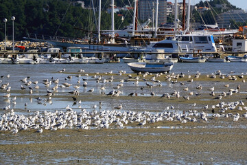 Small rustic boat and flock of seagulls in the sea. Podstrana, small touristic town near Split, Croatia, is seen in the background.