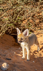 Cape Fox pup in the Kgalagadi