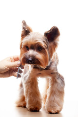 image of dog hairbrush hand white background