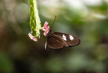 beautiful butterfly of unusual bright color on flowers in vivo