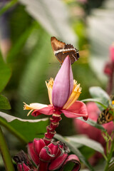 beautiful butterfly of unusual bright color on flowers in vivo