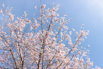 sakura cherry blossom