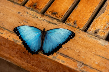 beautiful butterfly of unusual bright color on flowers in vivo