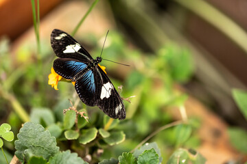 beautiful butterfly of unusual bright color on flowers in vivo