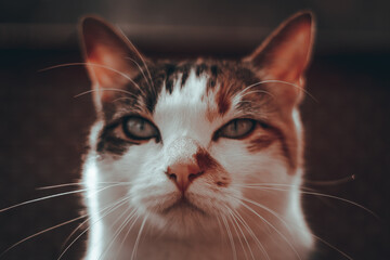 Domestic cat, brown and white, looking at the camera.
