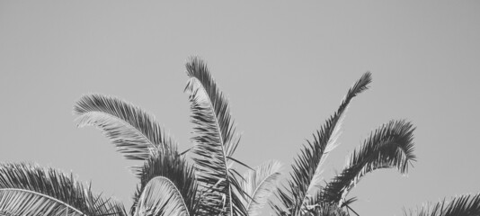 Naklejka premium Simple palm tree branches for tropical banner in black and white.