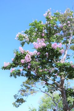 1 5 Best 百日紅 Images Stock Photos Vectors Adobe Stock