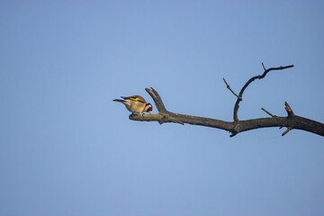 Stieglitz auf einen Ast, blauer Himmel