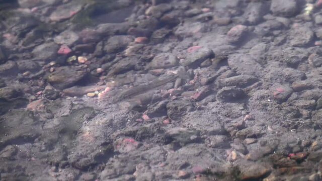 Bearded stone loach (Barbatula barbatula, Noemacheilus barbatulus) demersal fish (bottom feeder) on clean Siberian rivers. Krasnoyarsk region