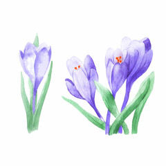 Watercolor spring flowers crocuses. Great for printing, web, textile design, scrapbooking and souvenir products.