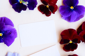 Pansy flowers styled stock scene