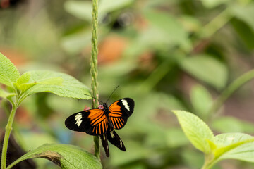 beautiful butterfly of unusual bright color on flowers in vivo