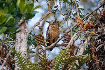 Buffy Fish Owl - Ketupa ketupu known as the Malay fish owl, is a species of owl in the family Strigidae