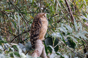 Buffy Fish Owl - Ketupa ketupu known as the Malay fish owl, is a species of owl in the family Strigidae