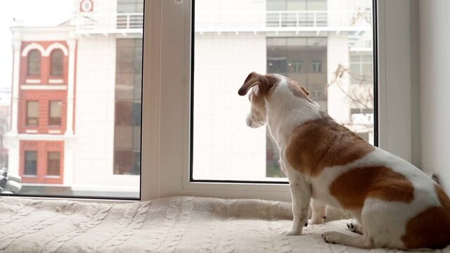Small cute dog sitting on the windowsill looking out the window. outside snowfall winter. Enjoying the silence alone. Waiting for friend back. Cozy winter weekend moment home mood video footage. 