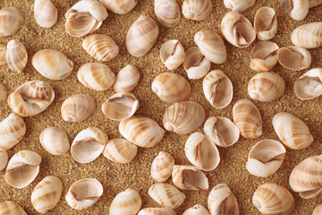 Collection of seashells on sand. Flat lay view