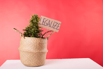 A marijuana plant with a Legalize sign with a red background