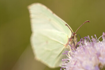 nature, macro