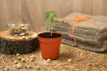 Sprout in a pot on a background of scattered seeds and coconut coir for growing. Side view