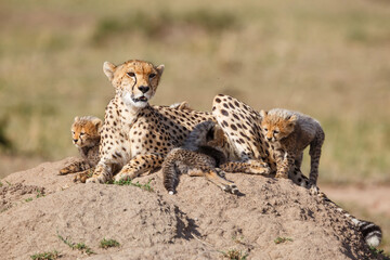 Cheetah mother taking care of her (in total 6)  cubs in the Masai Mara Game Reserve in Kenya