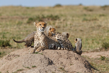Cheetah mother taking care of her (in total 6)  cubs in the Masai Mara Game Reserve in Kenya