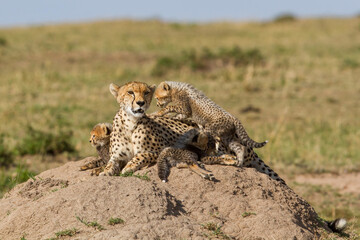 Cheetah mother taking care of her (in total 6)  cubs in the Masai Mara Game Reserve in Kenya