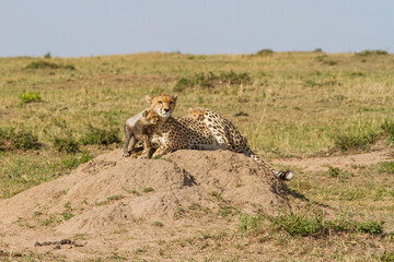 Cheetah mother taking care of her (in total 6)  cubs in the Masai Mara Game Reserve in Kenya