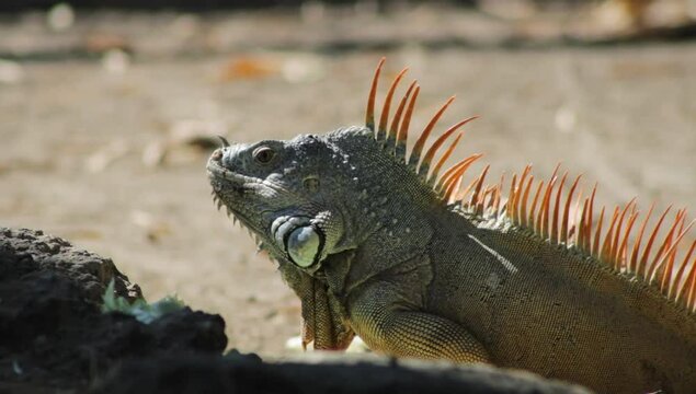 Iguana macho comiendo, iguana macho bajo el sol 