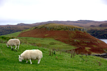 Fototapeta premium Scotish landscape, green grass, sheep
