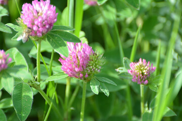 Clover (Trifolium medium) blooms in a meadow among grasses