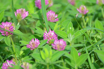 Clover (Trifolium medium) blooms in a meadow among grasses