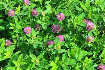 Clover (Trifolium medium) blooms in a meadow among grasses