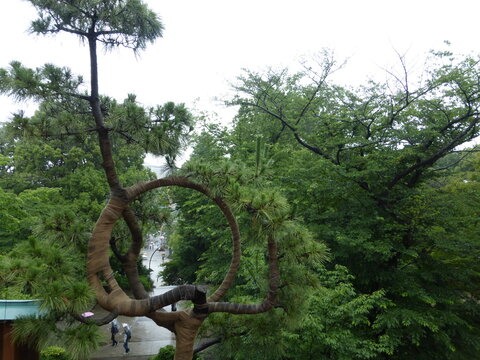 Rincones de Tokio, Jap&oacute;n. Santuarios, parques y escenas cotidianas.