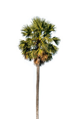 Coconut palm trees isolated on white background. Included clipping path.