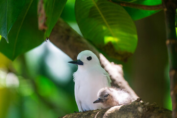 White Tern or Fairy Tern (Gygis alba) at Cousin Island, Seychelles, Indian Ocean, Africa. - obrazy, fototapety, plakaty