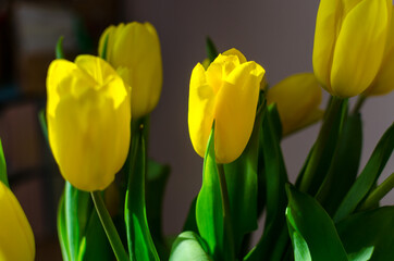 Naklejka premium a bouquet of yellow tulips in the sun close up
