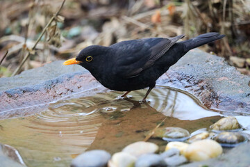 A Blackbird in a Garden, Germany, Europe