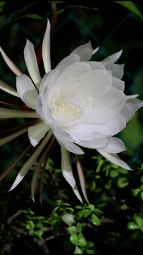 dama de noche abriendo una de sus flores 