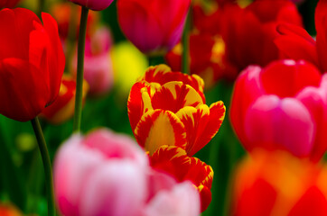 pink tulips in the field during the day