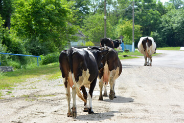 After grazing on a village street, cattle from a private farm return home.
