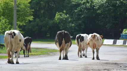 After grazing on a village street, cattle from a private farm return home.