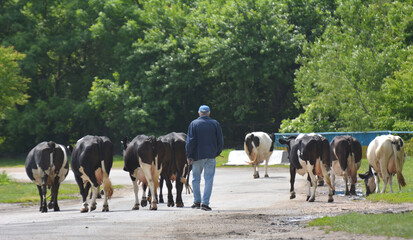 After grazing on a village street, cattle from a private farm return home.
