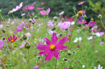Decorative Cosmos flowers bloom in nature